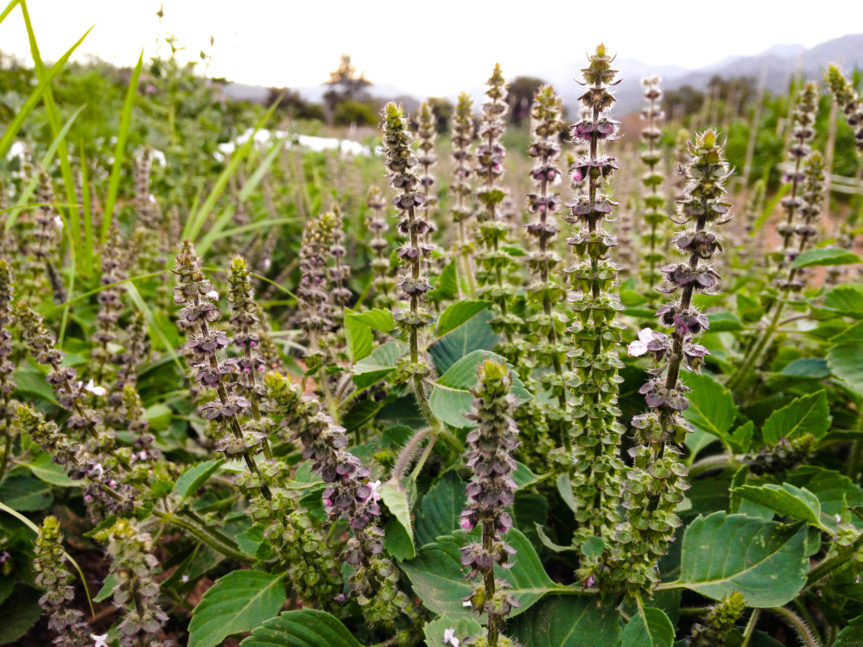 Tulsi or Holy Basil