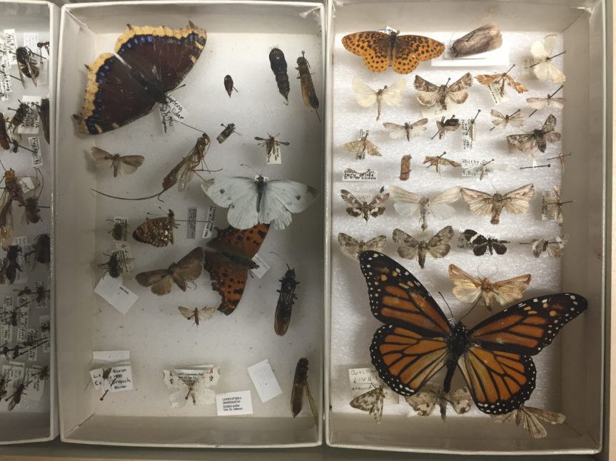 October 5th Visit to the Insect Collection