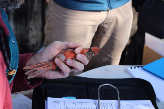 Bird Banding with Chris Earley